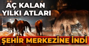 BOLU'DA AÇ KALAN YILKI ATLARI ŞEHİR MERKEZİNE İNDİ