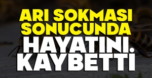 BOLU'DA ARI SOKMASI BİR CAN DAHA ALDI....