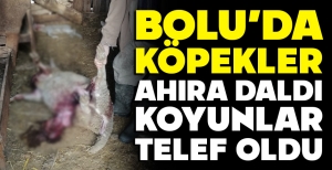 BOLU'DA BAŞIBOŞ KÖPEK TERÖRÜ...