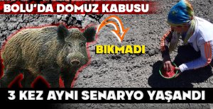 BOLU'DA ÇİFTÇİLERİN DOMUZ KABUSU... 3 KEZ AYNI SENARYO YAŞANDI...