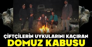 BOLU’DA ÇİFTÇİLERİN UYKULARINI KAÇIRAN DOMUZ KABUSU