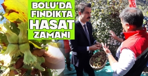 BOLU’DA FINDIKTA HASAT ZAMANI