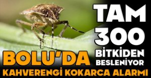 BOLU'DA KAHVERENGİ KOKARCA ALARMI