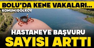 BOLU'DA KENE PANİĞİ... İŞTE DETAYLAR
