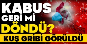 BOLU'DA KUŞ GRİBİ UYARISI...İŞTE DETAYLAR