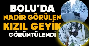 BOLU’DA NADİR GÖRÜLEN KIZIL GEYİK GÖRÜNTÜLENDİ