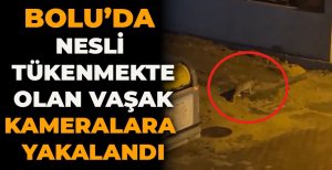 BOLU'DA NESLİ TÜKENMEKTE OLAN VAŞAK KAMERALARA YAKALANDI