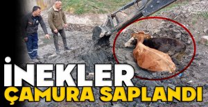 BOLU’DA OTLAYAN İNEKLER ÇAMURA BATTI