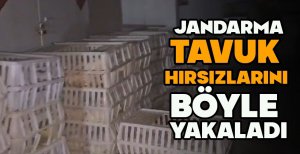 BOLU'DA TAVUK HIRSIZLARI BÖYLE YAKALANDI
