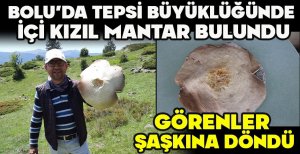 BOLU’DA TEPSİ BÜYÜKLÜĞÜNDE İÇİ KIZIL MANTAR BULUNDU... GÖRENLER ŞAŞKINA DÖNDÜ