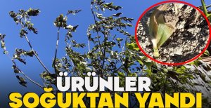 BOLU'DA ÜRÜNLER SOĞUKTAN YANDI
