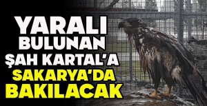 BOLU'DA YARALI BULUNAN ŞAH KARTAL'A SAKARYA'DA BAKILACAK