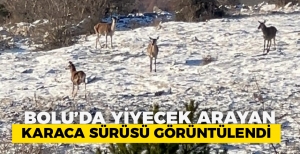 BOLU’DA YİYECEK ARAYAN KARACA SÜRÜSÜ GÖRÜNTÜLENDİ