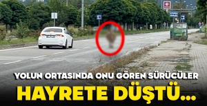 BOLU'DA YOLUN ORTASINDA ONU GÖREN SÜRÜCÜLER HAYRETE DÜŞTÜ...