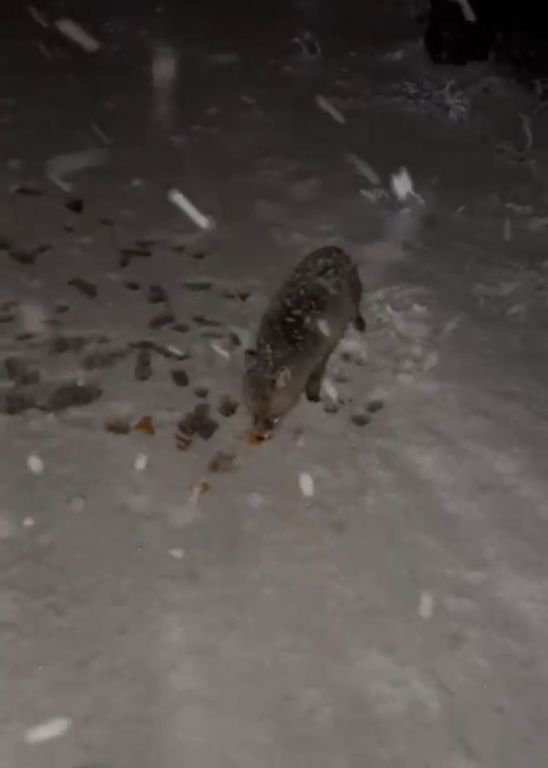 AÇ OLAN TİLKİYİ CİPS İLE BESLEDİ