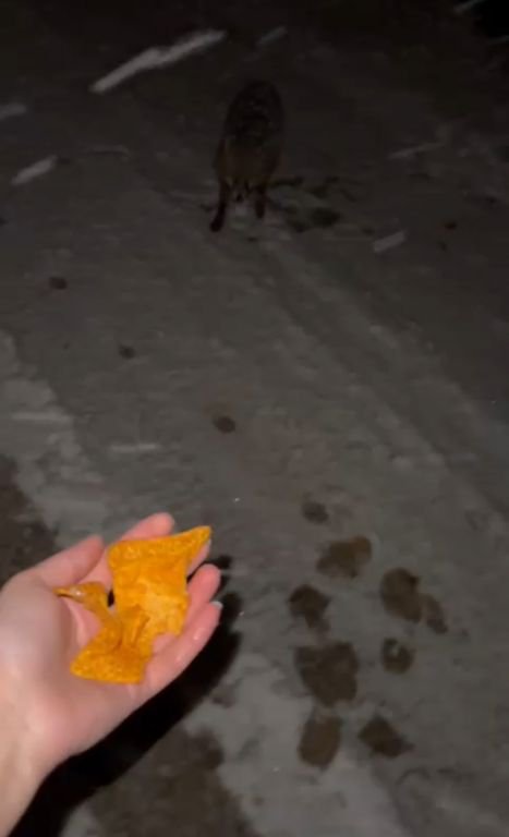 AÇ OLAN TİLKİYİ CİPS İLE BESLEDİ