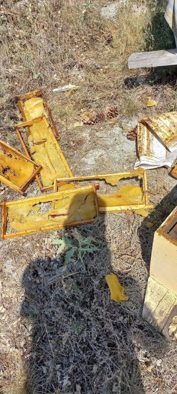 ACIKAN AYI  ARI KOVANLARINI PARÇALADI