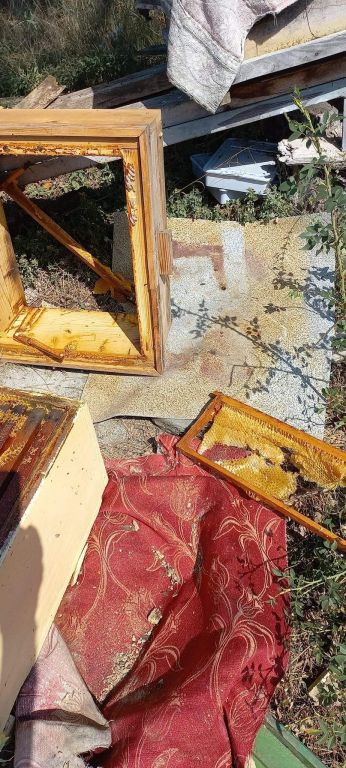 ACIKAN AYI  ARI KOVANLARINI PARÇALADI