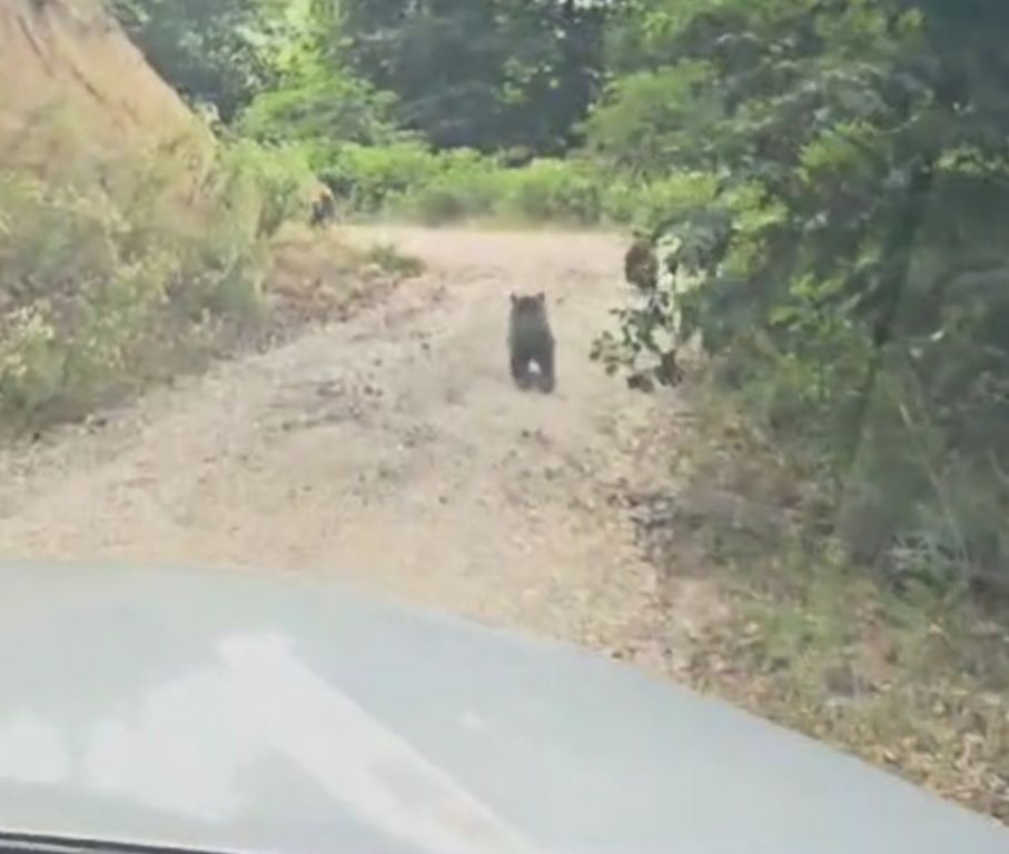 ANNE AYI VE 2 YAVRUSUNUN SEVİMLİ HALLERİ KAMERAYA YANSIDI