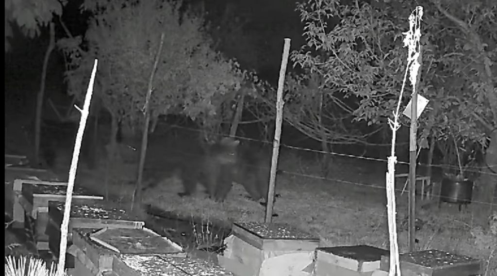 ARI KOVANLARINA DADANAN AYILAR ELEKTRİKLİ TELLERDEN GEÇEMEDİ: O ANLAR KAMERADA