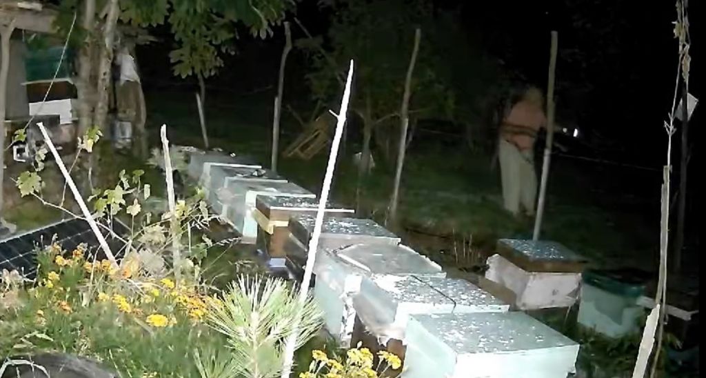 ARI KOVANLARINA DADANAN AYILAR ELEKTRİKLİ TELLERDEN GEÇEMEDİ: O ANLAR KAMERADA