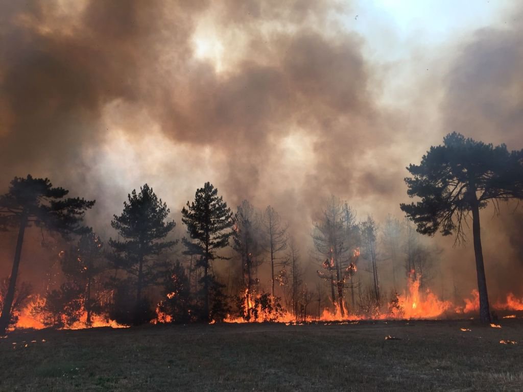 BİR SİGARA İZMARİTİYLE KÜLE DÖNMÜŞTÜ...YENİDEN CANLANDI