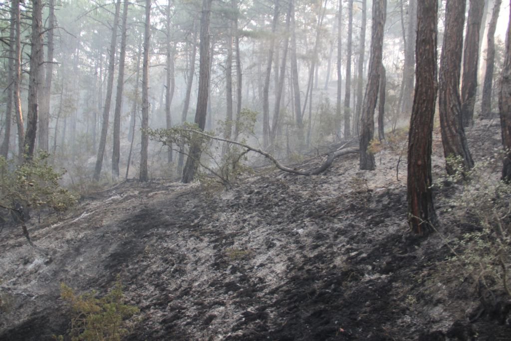 BİR SİGARA İZMARİTİYLE KÜLE DÖNMÜŞTÜ...YENİDEN CANLANDI