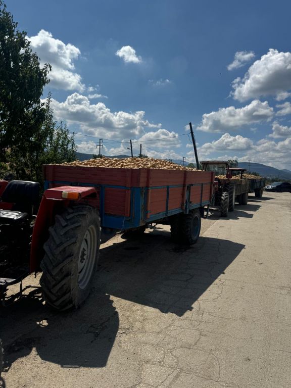 BOLU PATATESİNİN BÜYÜK HASADI BAŞLADI