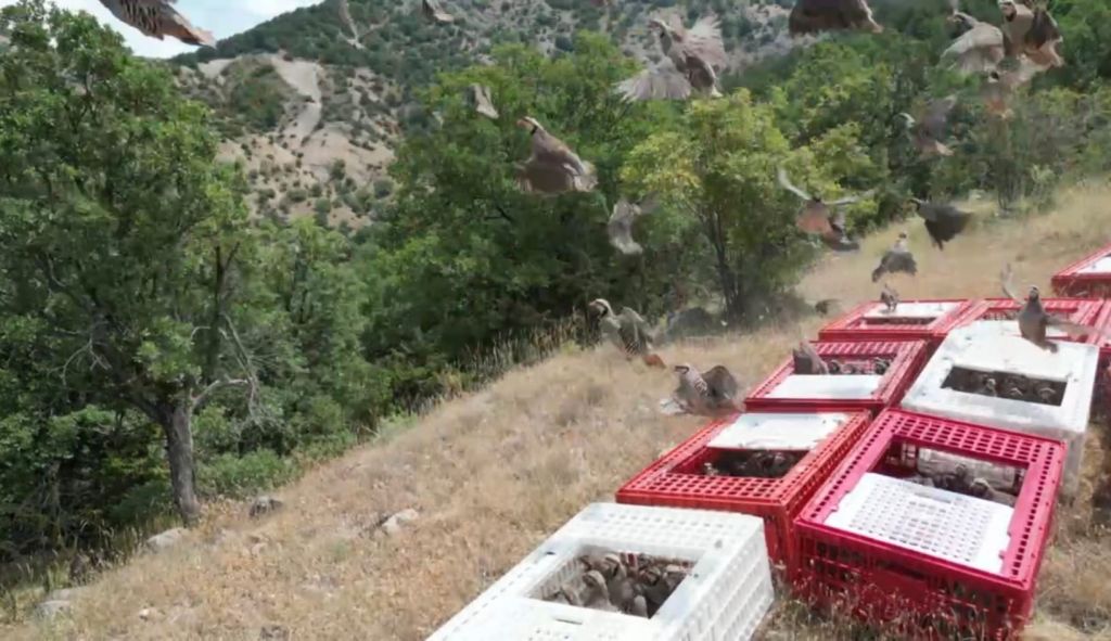 BOLU’DA BİN 200 KEKLİK DOĞAYA SALINDI