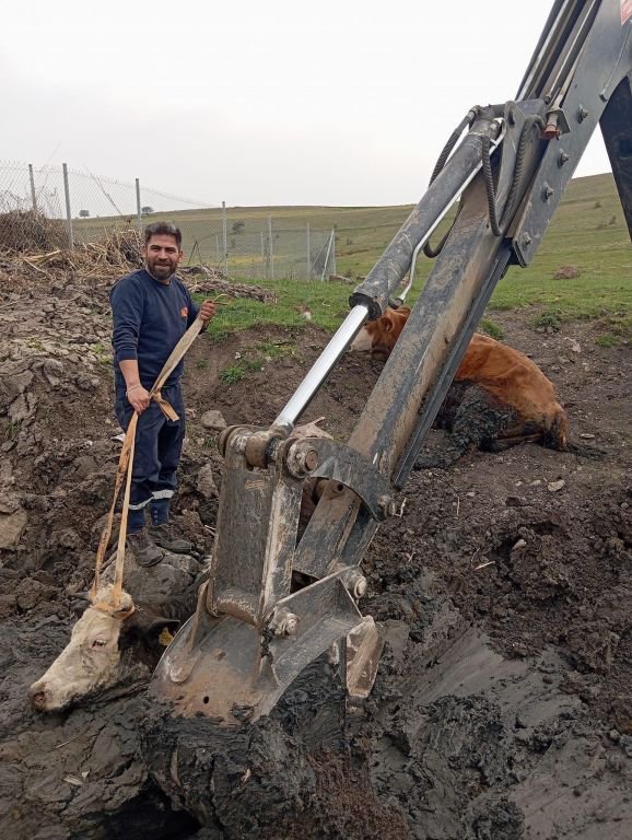 BOLU’DA OTLAYAN İNEKLER ÇAMURA BATTI