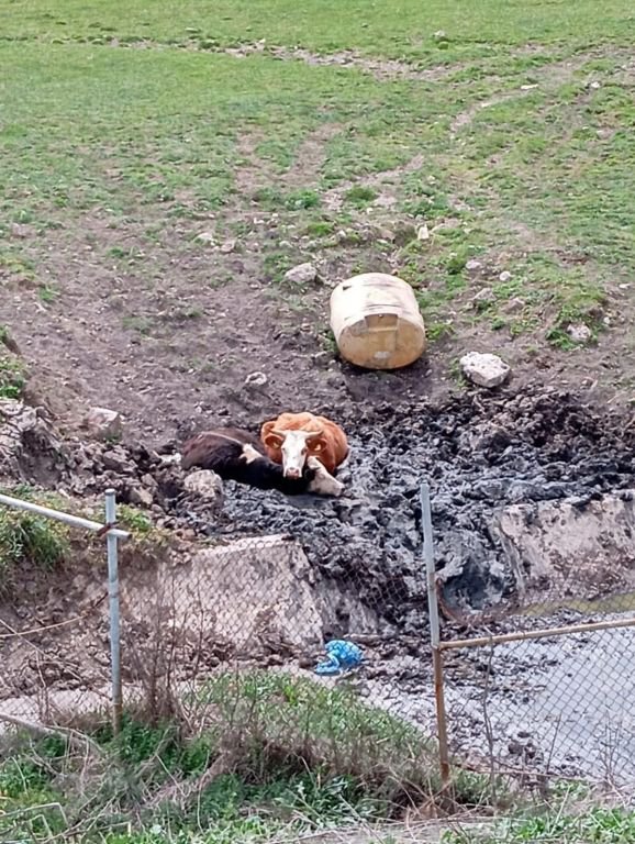 BOLU’DA OTLAYAN İNEKLER ÇAMURA BATTI
