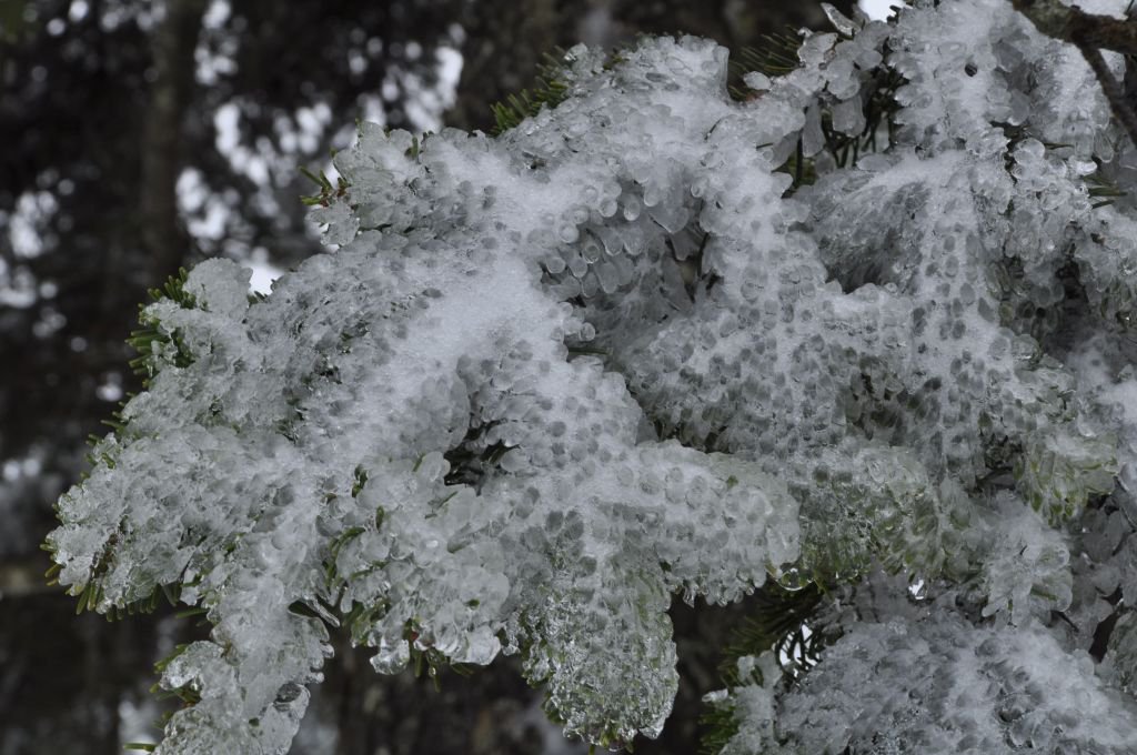 ÇAM AĞAÇLARININ YAPRAKLARI BUZ TUTTU