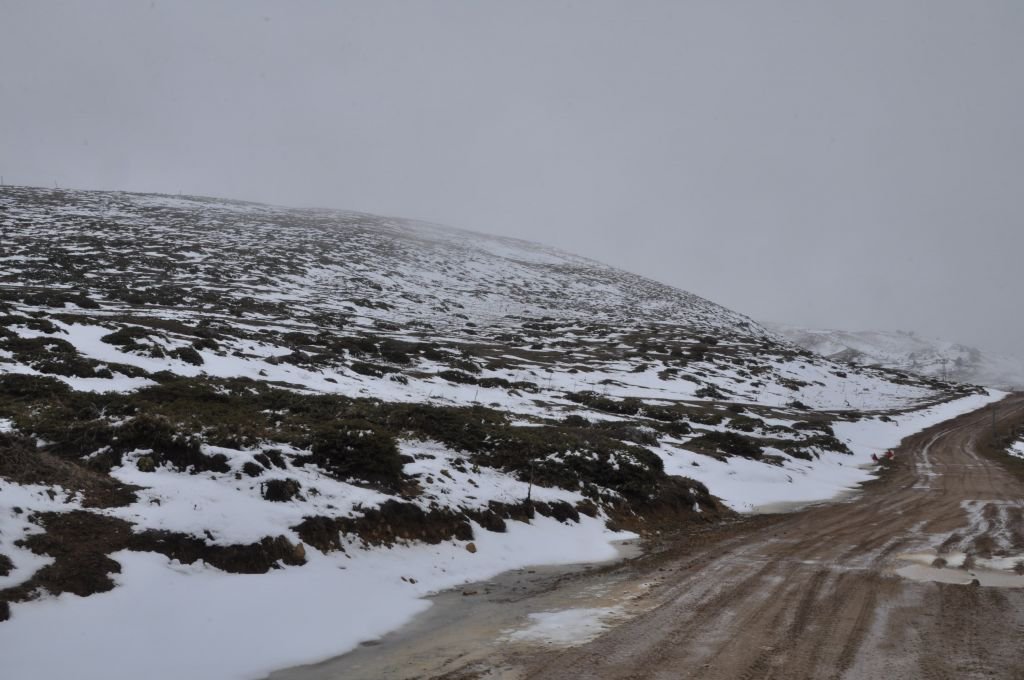 ÇAM AĞAÇLARININ YAPRAKLARI BUZ TUTTU