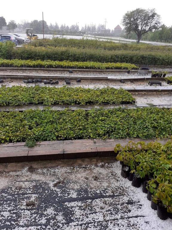 FINDIK GİBİ DOLU YAĞDI