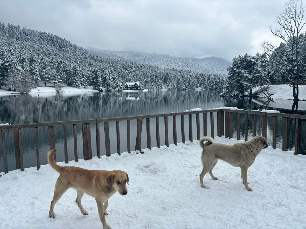 GÖLCÜK'TE KAR KALINLIĞI 10 SANTİMETREYE ULAŞTI
