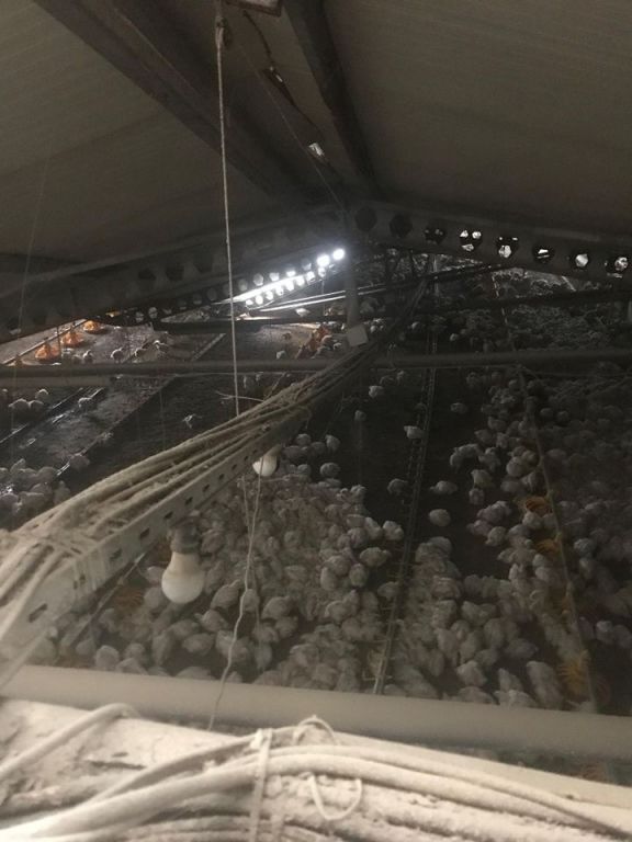 KAR YIĞINLARI  KÜMES ÇATISINI ÇÖKERTTİ: YÜZLERCE TAVUK TELEF OLDU