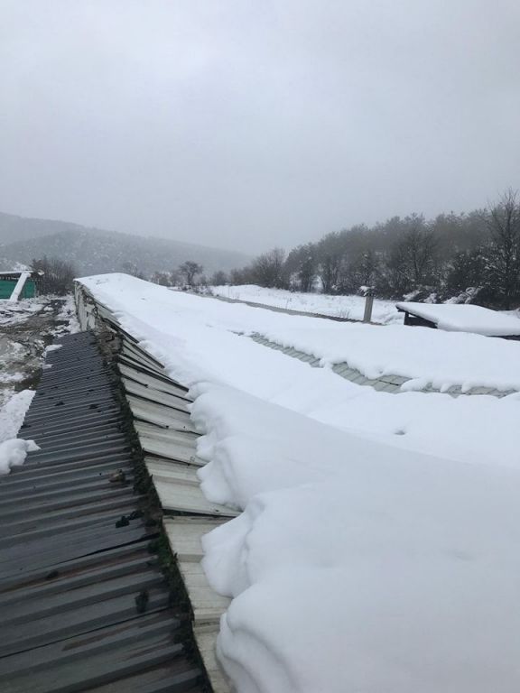 KAR YIĞINLARI  KÜMES ÇATISINI ÇÖKERTTİ: YÜZLERCE TAVUK TELEF OLDU