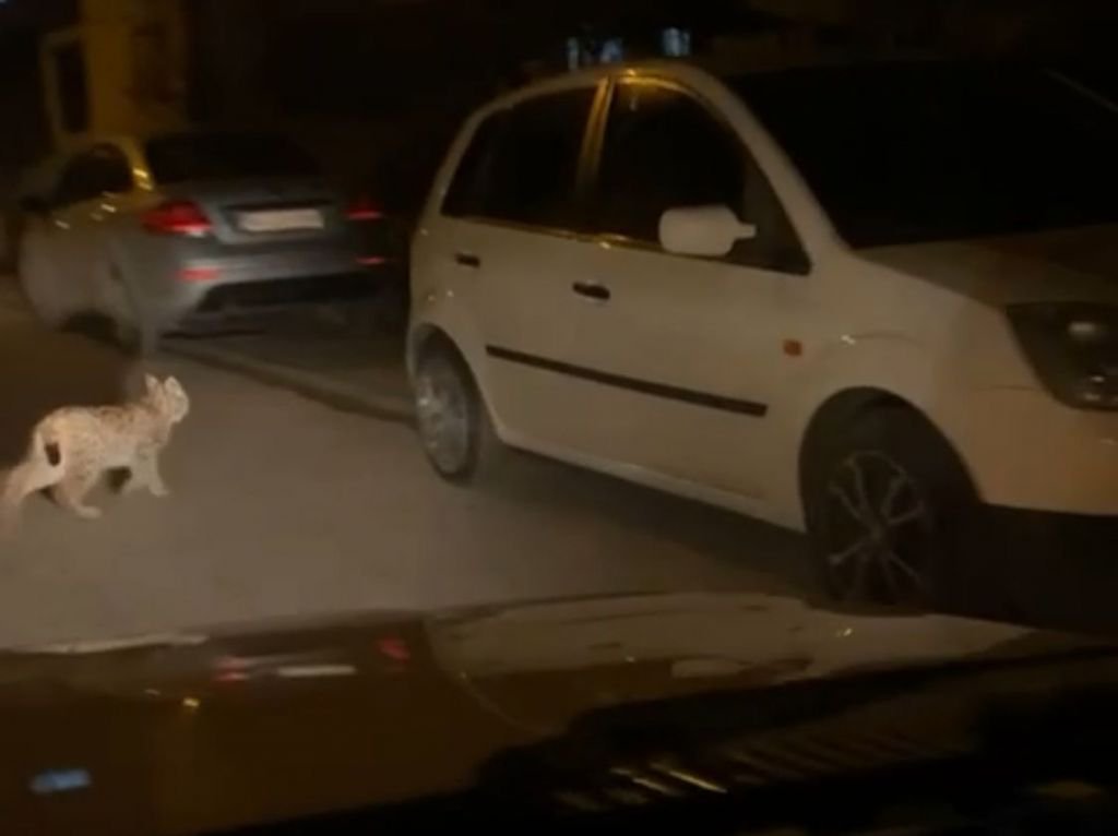 KIRMIZI LİSTEDEKİ VAŞAK BOLU'DA GÖRÜNTÜLENDİ