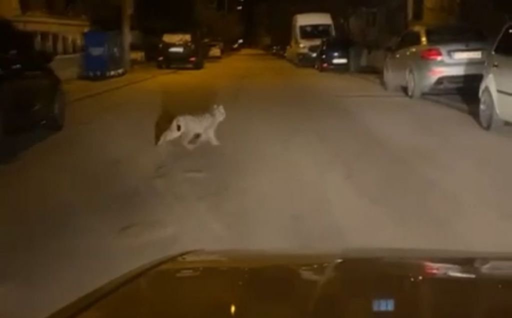 KIRMIZI LİSTEDEKİ VAŞAK BOLU'DA GÖRÜNTÜLENDİ