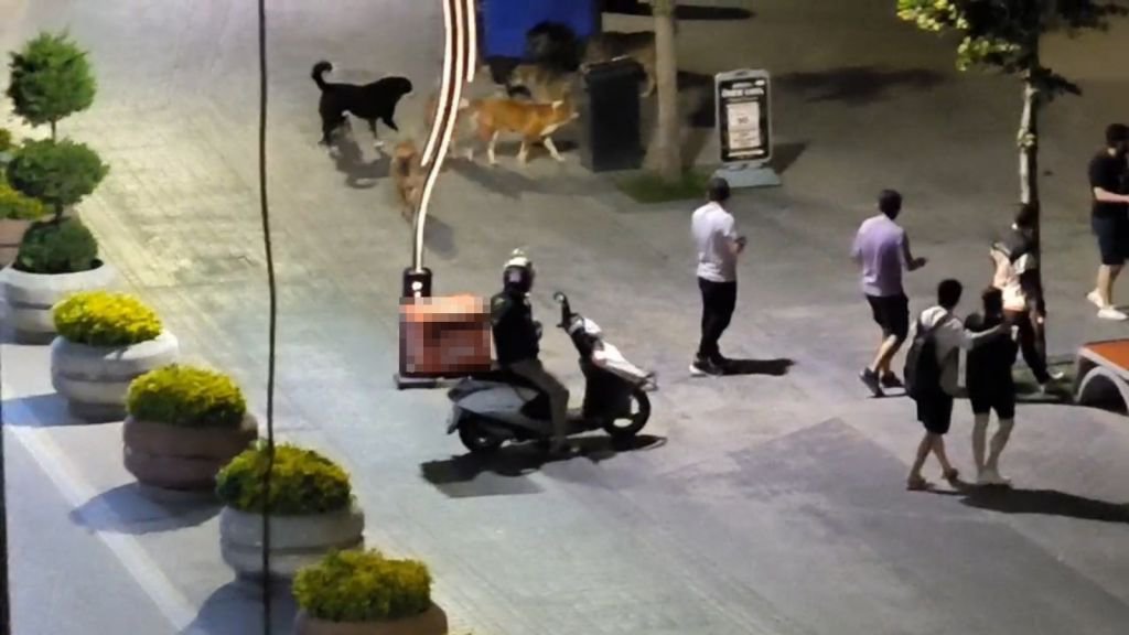 KÖPEKLER BİRBİRİNE SALDIRDI... VATANDAŞLAR YOLDAN GEÇEMEDİ