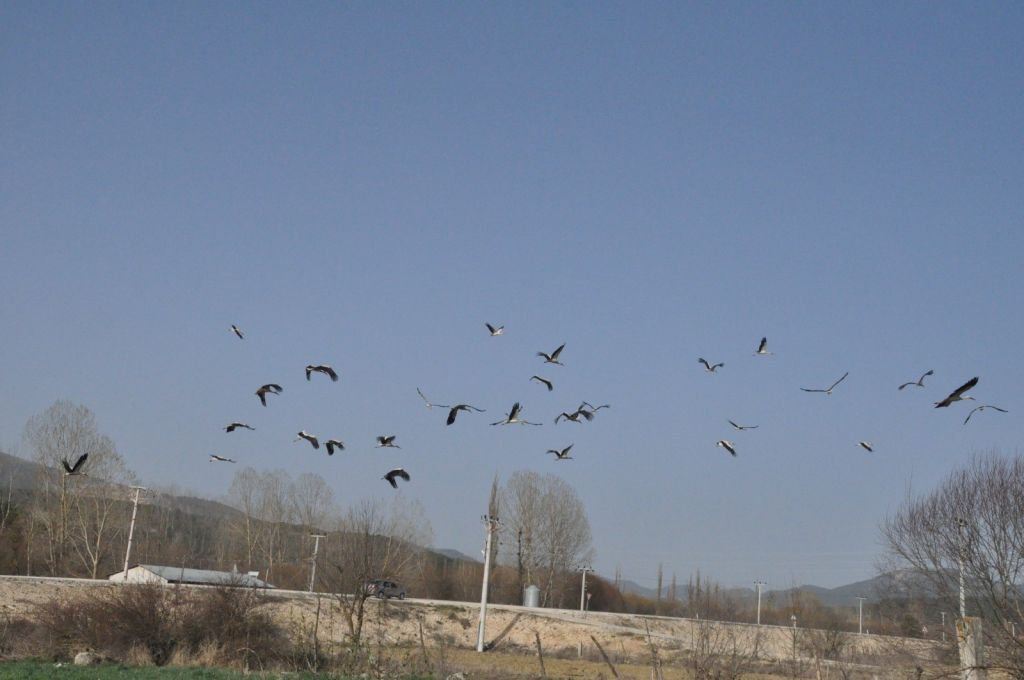 LEYLEKLERİN GÖÇ DURAĞI BOLU