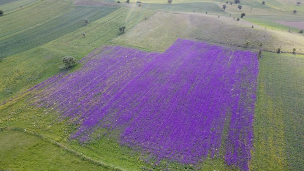 MACAR FİĞİ EKTİ... TARLASI RÖNESANS TABLOSUNA  DÖNDÜ
