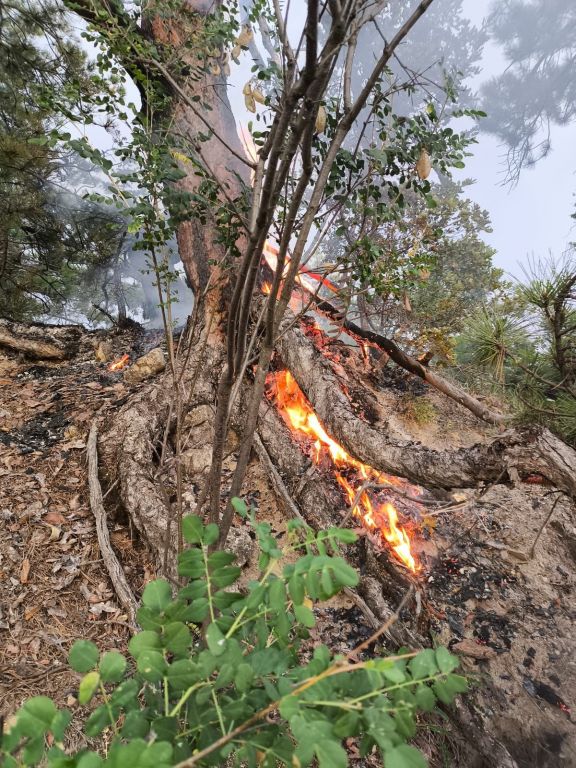 ORMANA YILDIRIM DÜŞTÜĞÜNÜ GÖRDÜ, YANGIN ÇIKMASINI ENGELLEDİ