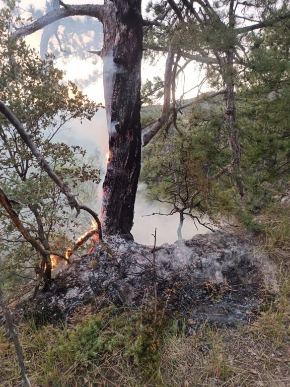 ORMANA YILDIRIM DÜŞTÜĞÜNÜ GÖRDÜ, YANGIN ÇIKMASINI ENGELLEDİ