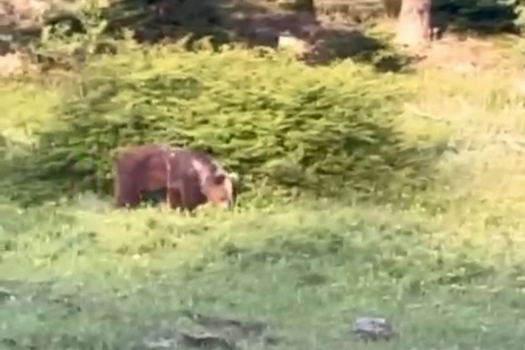 ORMANDA  KARŞILAŞTIĞI AYIYA  HAVLAYARAK  SESLENDİ