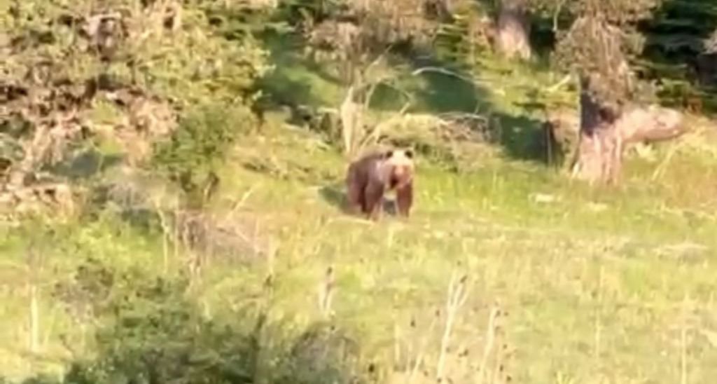 ORMANDA  KARŞILAŞTIĞI AYIYA  HAVLAYARAK  SESLENDİ