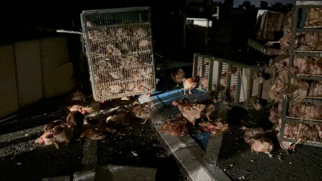 TAVUK YÜKLÜ KAMYON DEVRİLDİ: YÜZLERCE TAVUK TELEF OLDU