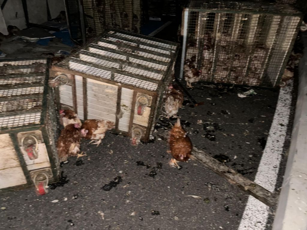 TAVUK YÜKLÜ KAMYON DEVRİLDİ: YÜZLERCE TAVUK TELEF OLDU