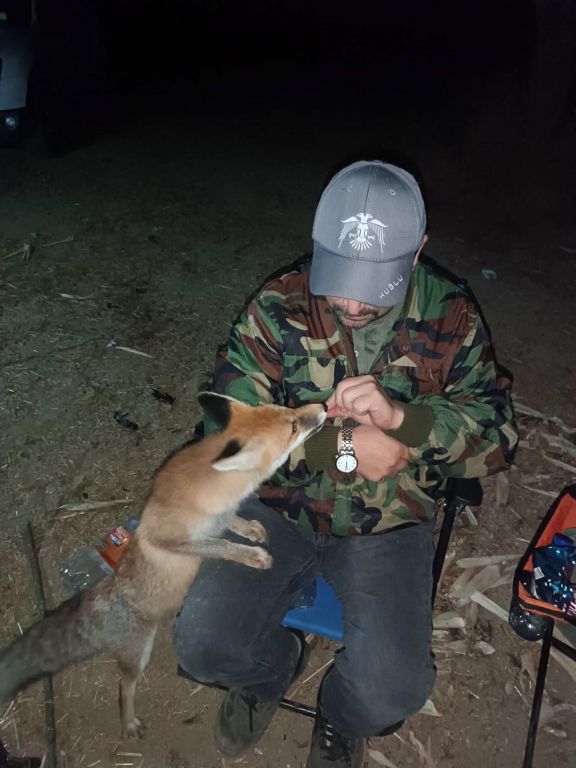 TİLKİYİ BİSKÜVİ İLE BESLEDİ