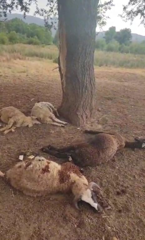YAĞMURDAN KAÇAN  KOYUNLAR AĞAÇ ALTINDA YILDIRIMA YAKALANDI... 5 KOYUN TELEF OLDU